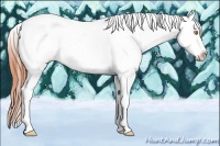 Horse Color:Amber Champagne Splash Tobiano Frame Appaloosa 