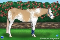 Horse Color:White Spotted Red Dun Splash 