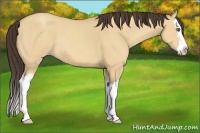 Horse Color:Amber Champagne Dun Sabino Splash 