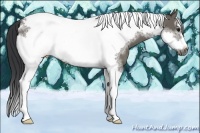 Horse Color:Grullo Sabino Tobiano Frame 