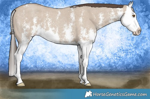 Horse Color:Classic Champagne Dun Sabino Splash 
