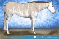 Horse Color:Classic Champagne Dun Sabino Splash 