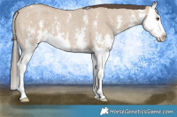 Horse Color:Classic Champagne Dun Sabino Splash