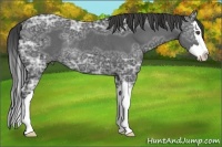 Horse Color:Smoky Black Ice Sabino Splash Rabicano