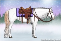 Horse Color:Buckskin Appaloosa Rabicano 