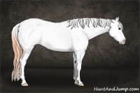 Horse Color:Buckskin Tobiano Appaloosa Rabicano