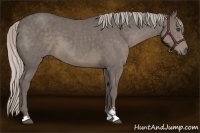 Horse Color:Silver Black Sabino 