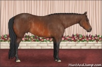 Horse Color:Bay Sabino  Brindle