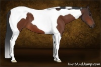 Horse Color:Bay Tobiano 