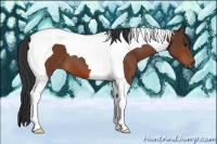 Horse Color:Bay Tobiano 