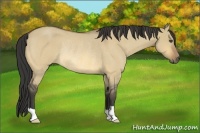 Horse Color:Buckskin Roan Dun Rabicano 