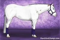 Horse Color:Bay Dun Splash Tobiano