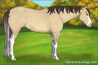 Horse Color:White Spotted Amber Cream Champagne Roan Dun Splash 