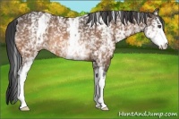 Horse Color:White Spotted Buckskin Rabicano 