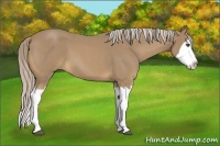 Horse Color:Palomino Roan Splash