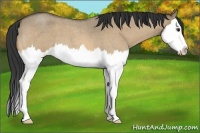 Horse Color:Buckskin Roan Dun Splash 