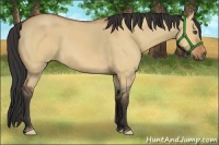 Horse Color:Bay Dun Frame 