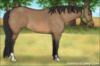 Horse Color:Bay Dun Frame 