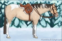 Horse Color:Amber Champagne Roan Tobiano 