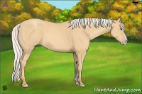Horse Color:Silver Amber Cream Champagne Sabino 