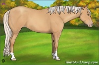 Horse Color:Silver Amber Champagne