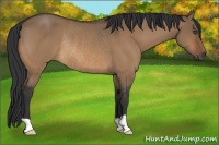 Horse Color:Bay Dun Rabicano 