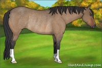 Horse Color:Bay Roan Dun Rabicano