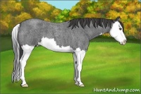 Horse Color:Smoky Blue Roan Splash