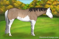 Horse Color:Bay Roan Dun Splash Rabicano 