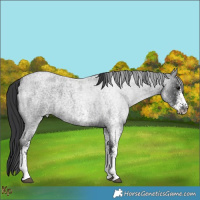Horse Color:White Spotted Blue Roan 