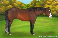 Horse Color:Bay Splash Frame 