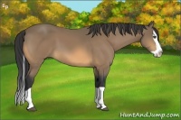 Horse Color:Buckskin Splash 
