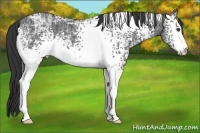 Horse Color:White Spotted Black Ice Sabino 