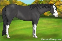 Horse Color:Black Splash