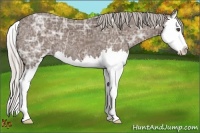 Horse Color:Silver Black Ice Sabino Splash