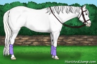 Horse Color:White Spotted Silver Buckskin Dun Splash Appaloosa 