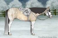 Horse Color:Buckskin Ice Dun Splash 