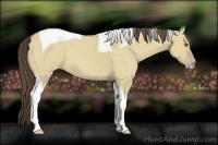 Horse Color:Classic Cream Champagne Dun Tobiano 