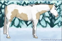 Horse Color:Classic Cream Champagne Dun Splash Tobiano