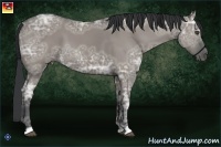 Horse Color:Grullo Ice 