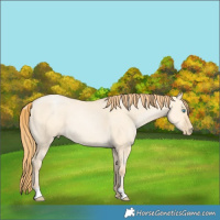 Horse Color:Buckskin Pearl Dun 