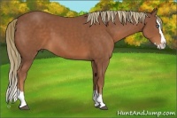 Horse Color:Chestnut Sabino Splash 