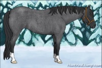 Horse Color:Blue Roan 