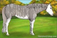 Horse Color:Silver Black Ice Splash 
