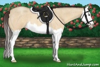 Horse Color:Amber Champagne Roan Dun Splash 