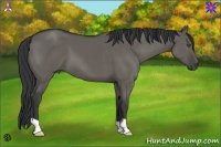 Horse Color:Grullo