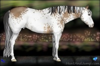 Horse Color:White Spotted Bay Dun