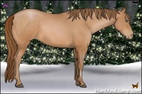 Horse Color:Bay Pearl Sabino Rabicano 