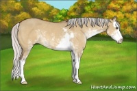 Horse Color:Silver Bay Dun Sabino Splash