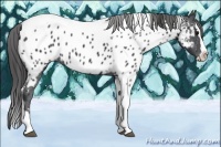 Horse Color:Black Sabino Splash Tobiano Near Leopard Rabicano 
